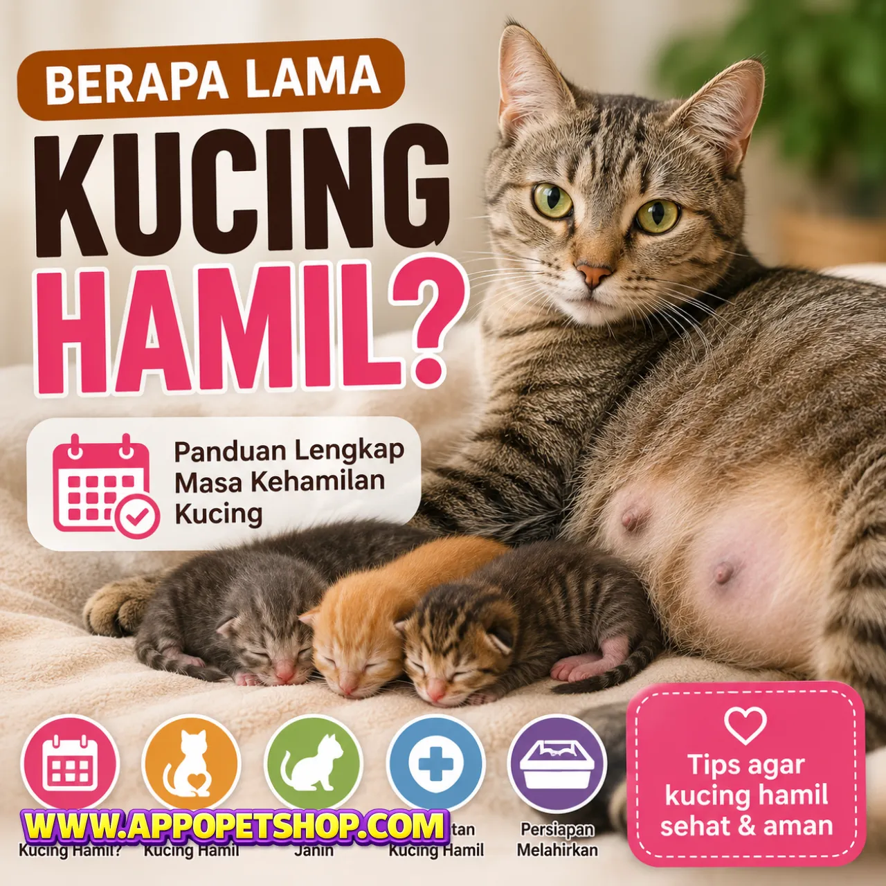 Berapa Lama Kucing Hamil?