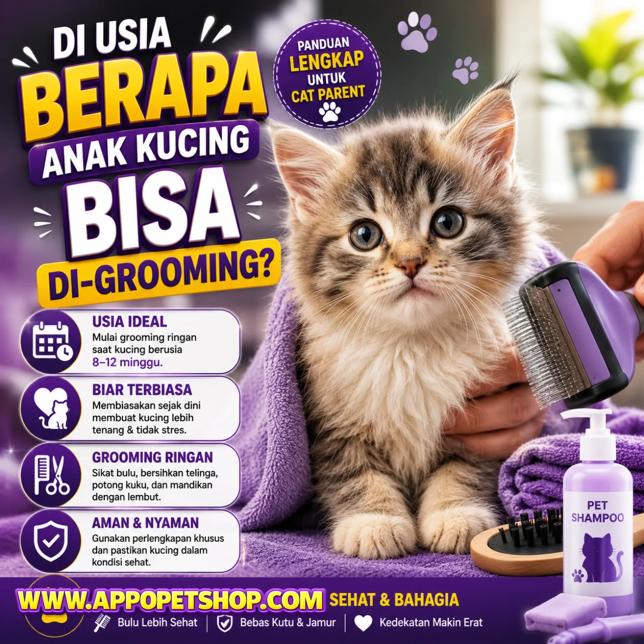Di Usia Berapa Anak Kucing Bisa Di Grooming