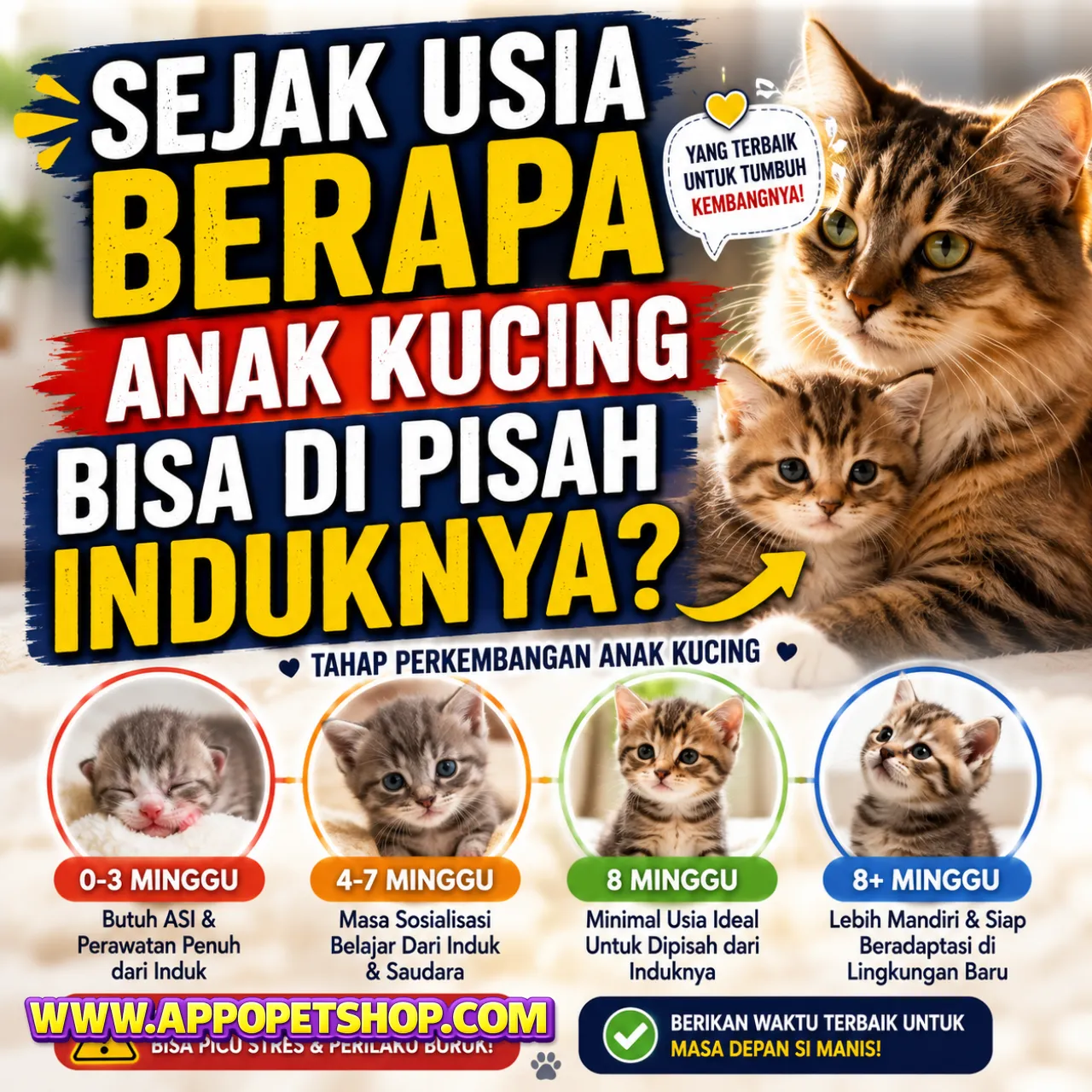 Sejak Usia Berapa Anak Kucing Bisa Dipisah dari Induknya