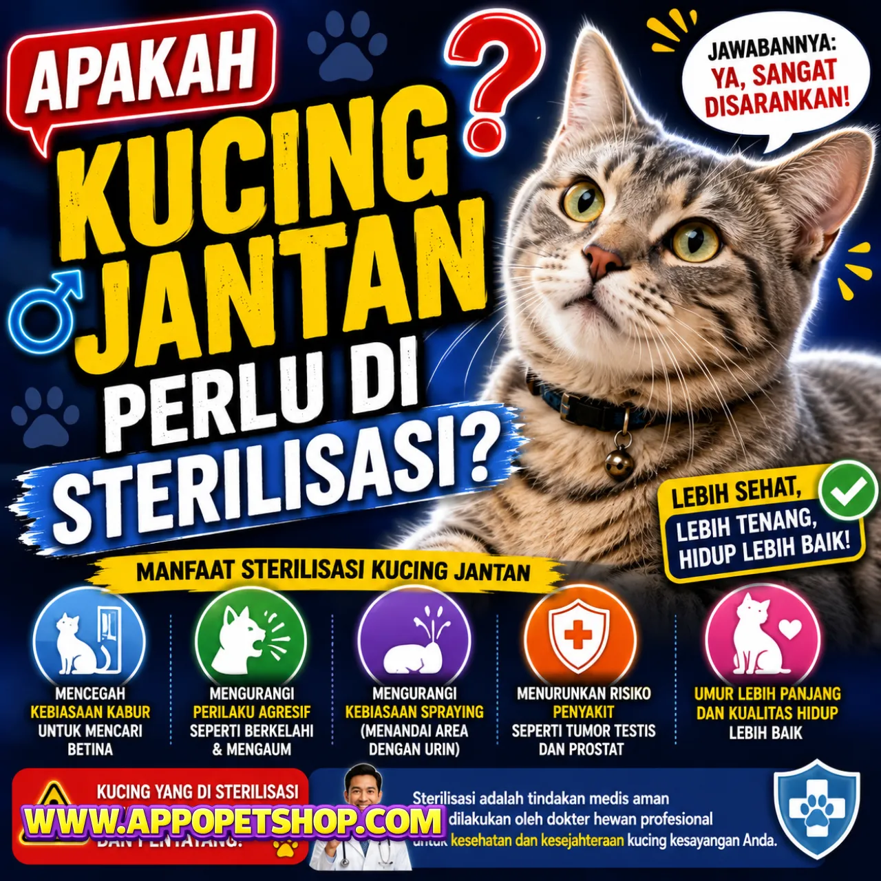 Apakah Kucing Jantan Perlu di Sterilisasi